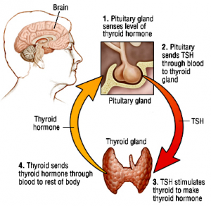 Autoimmune and Subclinical Hypothyroidism in Reproductive Health ...