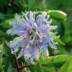 Passionflower- Passiflora incarnate