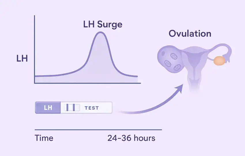 a graph with LH hormone levels rising to a peak on the left, connected by a curved timeline arrow to an ovary releasing an egg on the right.