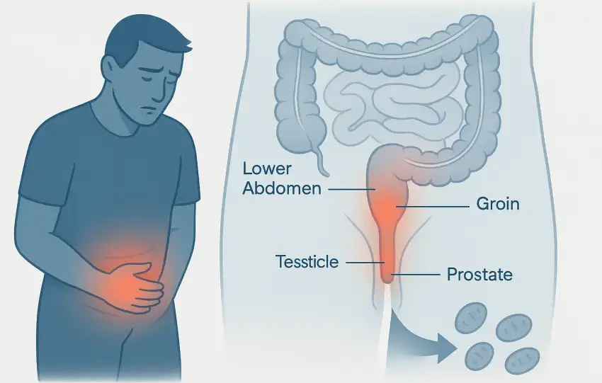 areas where men commonly experience 'sperm cramps' - including the lower abdomen, groin, testicles, and prostate region.